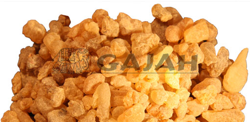 Guggul / Commiphora mukhul