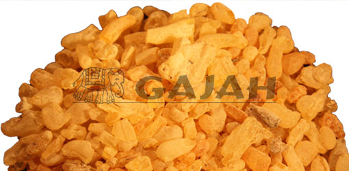 Sandarak / Tetraclinis articulatia