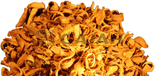 Orangenblüten / Neroli Citrus aurantium
